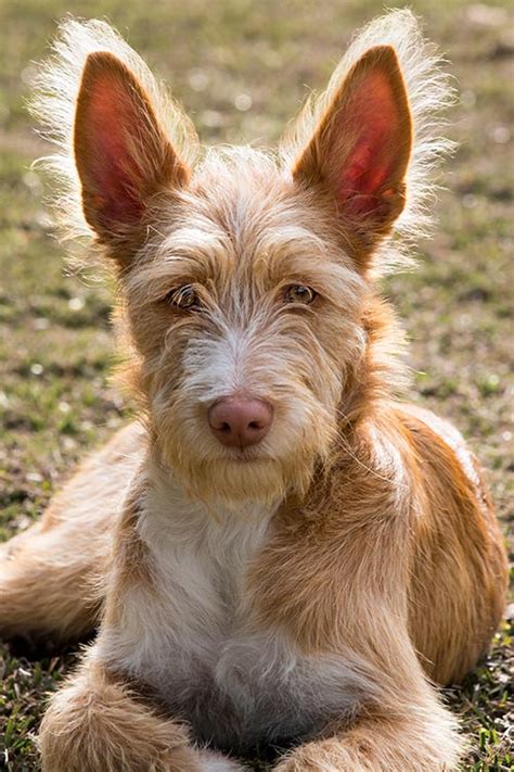 podenco portugués|Portuguese Podengo Dog Breed Information and。